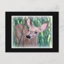 Search for mule deer postcards Nature