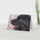 Search for newfoundland dog cards Black