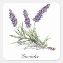 Search for lavender herb stickers Botanical