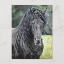 Search for friesians postcards Equine