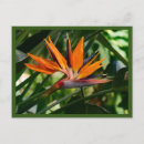 Search for bird of paradise postcards Colourful