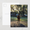 Search for backlit postcards Standing
