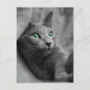 Search for russian blue cat postcards Eyes