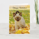 Search for siamese kitten Birthday