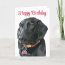 Search for black lab birthday cards Black labrador retriever