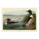 Search for merganser posters Bird
