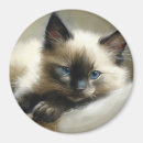 Search for companion magnets Cat