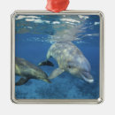 Search for cozumel christmas tree decorations Mayan riviera