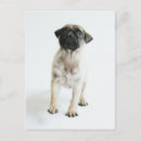 Search for pug puppies postcards Dog