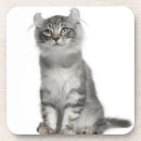 Search for curled coasters Cat