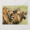 Search for male lions postcards Horizontal