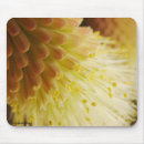 Search for torched Red hot poker