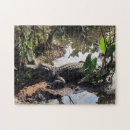 Search for alligator puzzles Wild