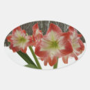 Search for amaryllis stickers Flower