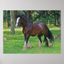 Search for clydesdale horse Ranch