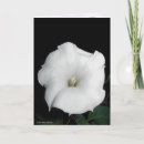 Search for scented cards White