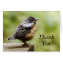 Search for robin photography Baby bird