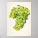 Search for bunch posters Fruit