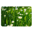 Search for meadows magnets Summer