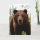 Search for grizzly photography Brown bear