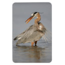Search for herons magnets Animals