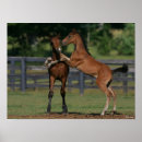 Search for two animals posters Playing