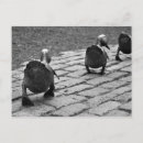 Search for boston ducks Park