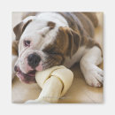 Search for new jersey magnets Usa