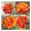 Search for marigold art Bright