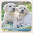 Search for animals coasters Photography