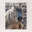 Search for capybara puzzles Wild