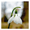 Search for snowdrop art Flower