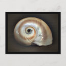 Search for shell decoration postcards Sea