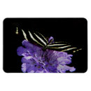Search for zebra longwing Animal