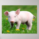 Search for farm kids posters Pig