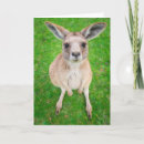 Search for joey cards Wildlife