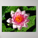 Search for waterlily posters Pond
