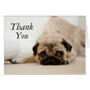 Search for pugs photography Pets