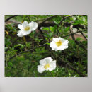 Search for old fashioned art Photograph