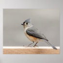 Search for birds of a feather posters Titmouse