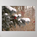 Search for cardinal art Snow
