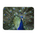 Search for peacock feathers magnets Nature
