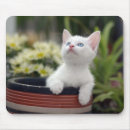 Search for turkish mousepads Kitten