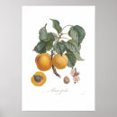 Search for vintage apricot posters Illustration