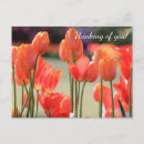 Search for spring tulips postcards Holland