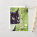 Search for cat eye postcards Kitty