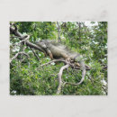 Search for iguana lizard postcards Nature