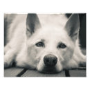 Search for decks art Pets