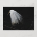 Search for black feathers postcards Wildlife