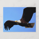 Search for eagle wing postcards Bird